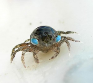 ghost crab                          